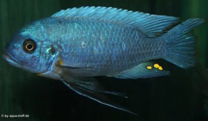 Metriaclima fainzilberi 'Mara Rocks'